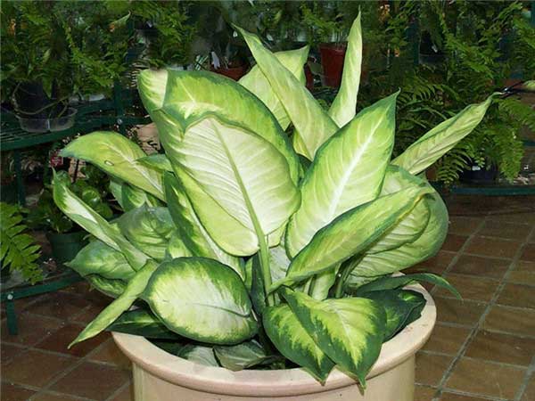 萬(wàn)年青_副本