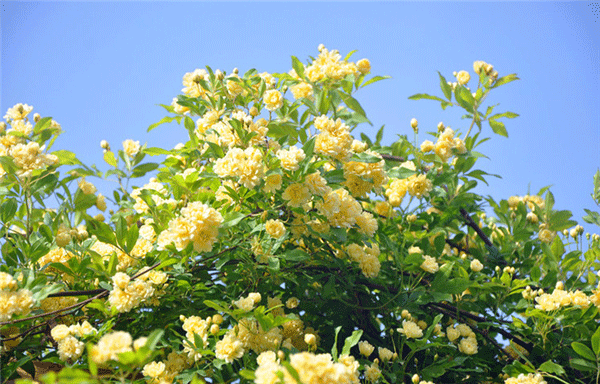 很多人都喜歡花花草草，但是咱們室內(nèi)該擺什么就不是那么清楚了。