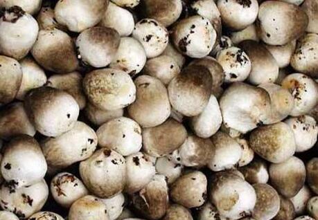 口蘑、香菇、草菇的區(qū)別