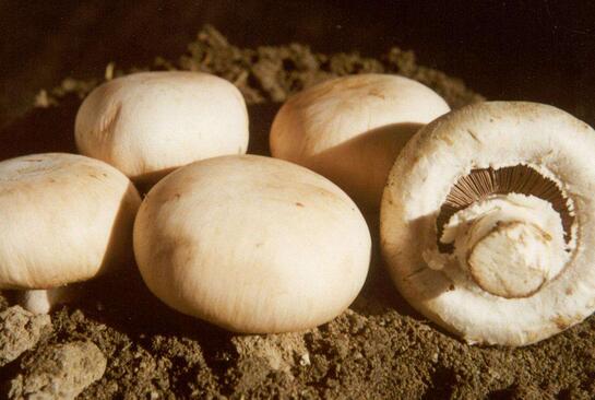 口蘑、香菇、草菇的區(qū)別